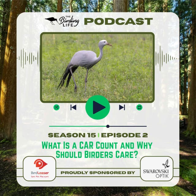 TBL Podcast - Season 15 Episode 2 - What Is a CAR Count and Why Should Birders Care?