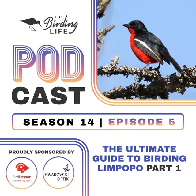 TBL Podcast - Season 14 Episode 5 - The Ultimate Guide to Birding Limpopo Pt 1