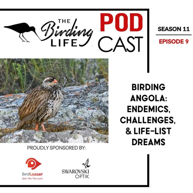 TBL Podcast Season 11 Episode 9 - Birding Angola: Endemics, Challenges, and Life-List Dreams