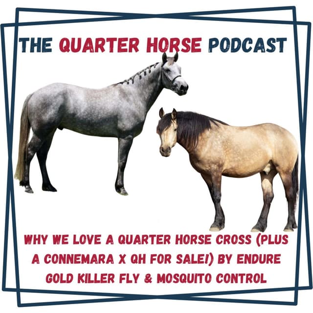 QH: Why We Love a Quarter Horse Cross (Plus a Connemara x QH for Sale!) for July 21, 2026 by Endure Gold Killer Fly & Mosquito Control