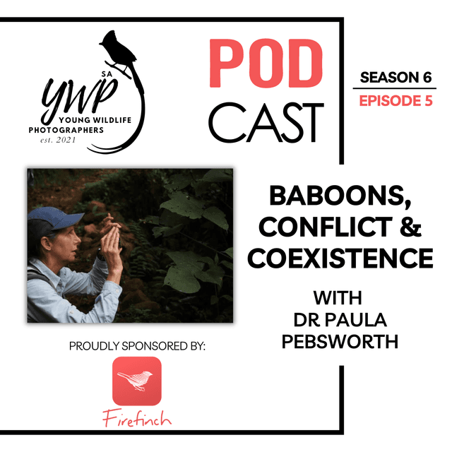 YWP Podcast Season 6 Episode 5 - Chacma Baboons, Human Conflict and the Meaning of Coexistence with Dr Paula Pebsworth