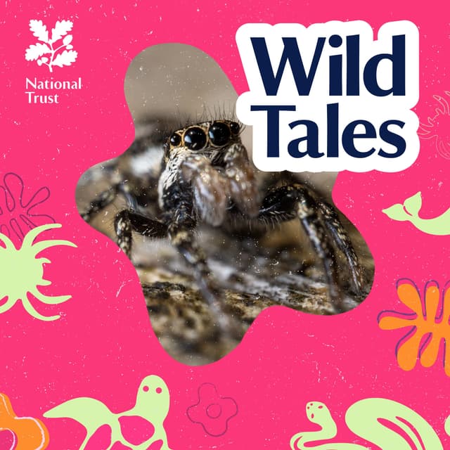Sex, Death and Spiders