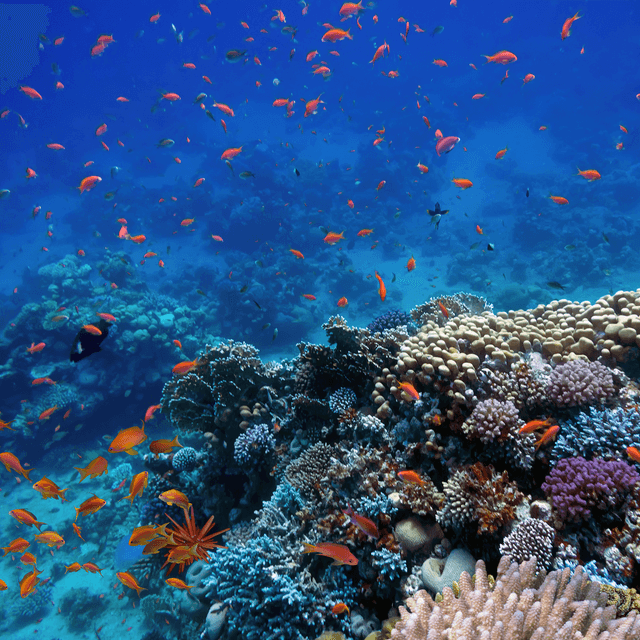 The economics of biodiversity