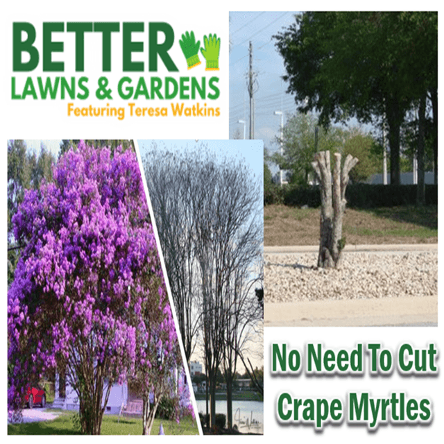 Better Lawns and Gardens - Hour 2 No Need To Cut Crape Myrtles January 24, 2026