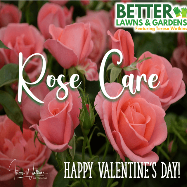 Better Lawns and Gardens - Hour 2 Rose Care February 14, 2026