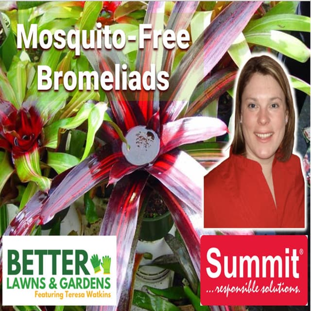Better Lawns and Gardens - Hour 2 Mosquito-Free Bromeliads April 18 2026