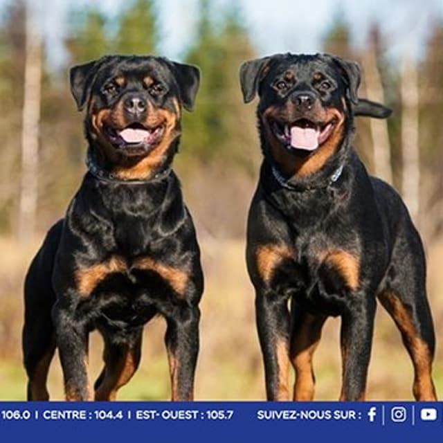 Après l’attaque de deux rottweilers : Meera Appadoo demande à la police et à la MSAW de remonter jusqu’aux éleveurs