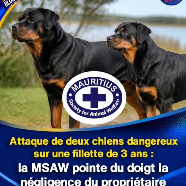 Attaque de deux chiens dangereux sur une fillette de 3 ans : la MSAW pointe du doigt la négligence du propriétaire