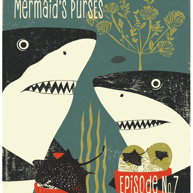 The Mermaid's Purse: The egg case of a Skate