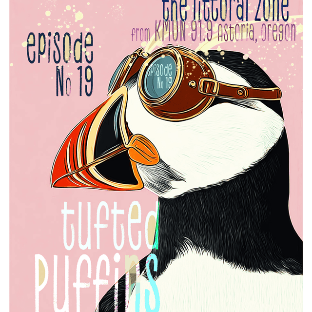 Tufted Puffins
