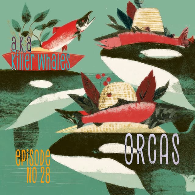 Orcas A.K.A. Killer Whales