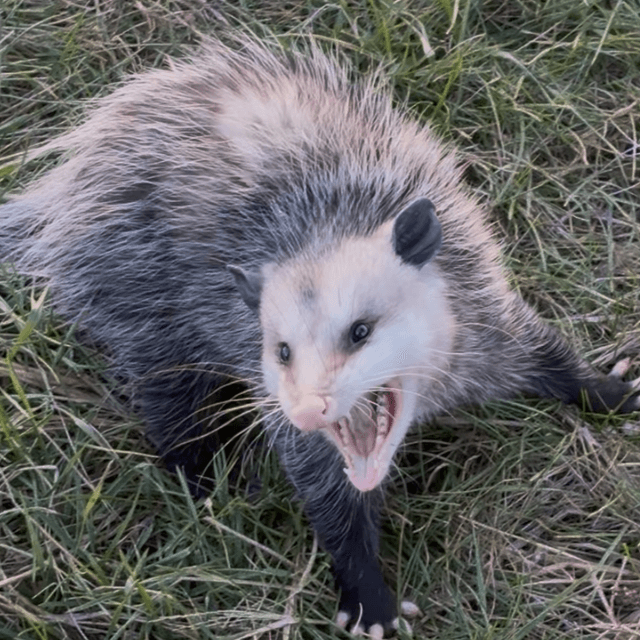 Ep. 311 Iowa' Wildlife Action Plan, Soybean Farming, Prairie Snow Fences