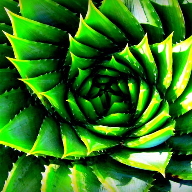 LF158 Bonny Casel – Plant Consciousness in a Quantum World