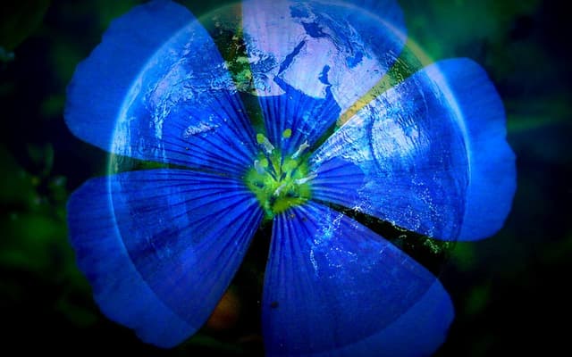 LF95 Stephen Buhner - Plant Intelligence and the Imaginal Realm: Part Two