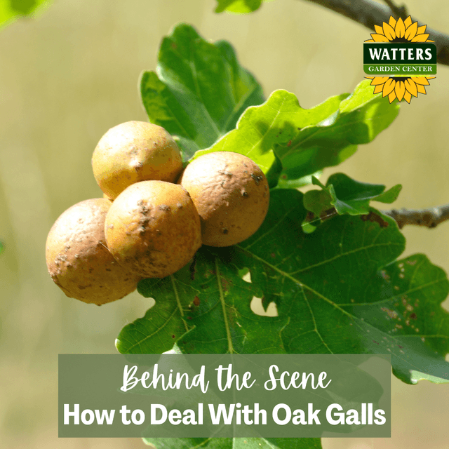 Follower Behind the Scene Bonus: How to Deal With Oak Galls