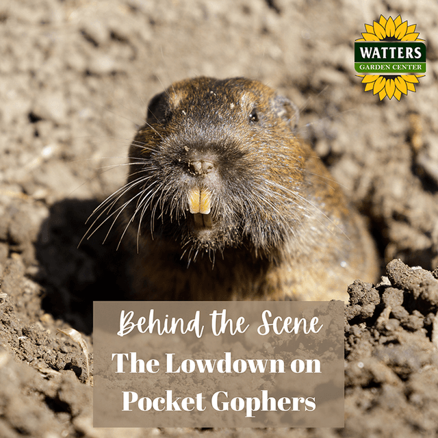 Follower Only Bonus! Protect Your Garden Investment From Gophers