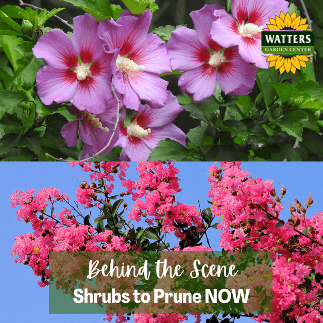 Follower Bonus! Behind the Scene: Shrubs to Prune Now!