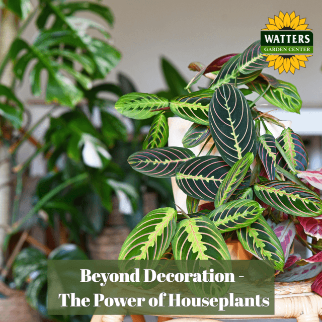 🪴Beyond Decoration: The Power of Houseplants