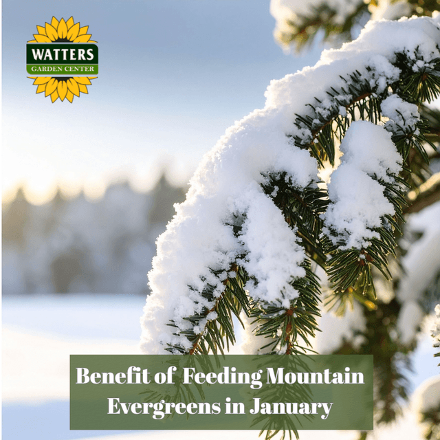 🌲The Benefit of Feeding Mountain Evergreens in January