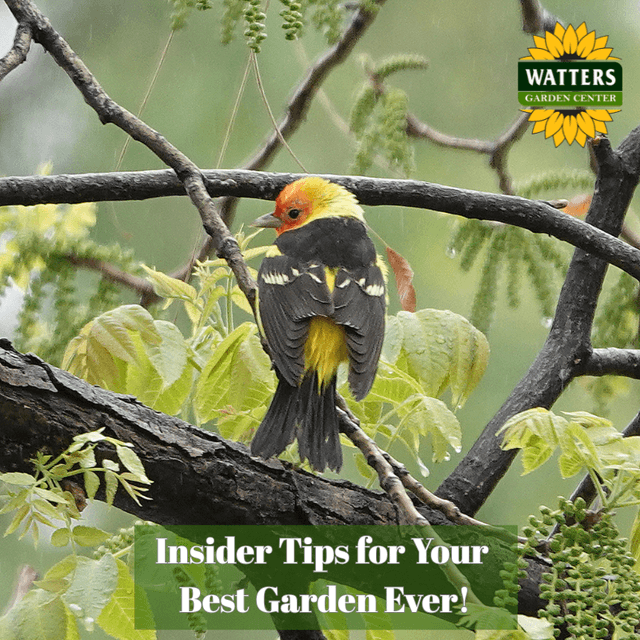 🎙️Welcome to Episode 26 – 1 of The Mountain Gardener Podcast with Ken and Lisa Lain!