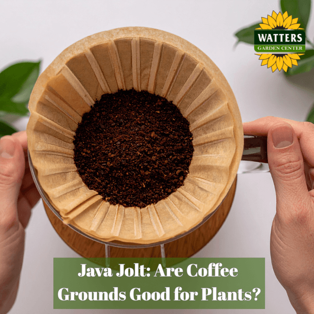 🪴Java Jolt Are Coffee Grounds Good for Plants?