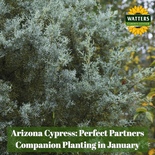 🌲Arizona Cypress - Perfect Partners Companion Planting in January