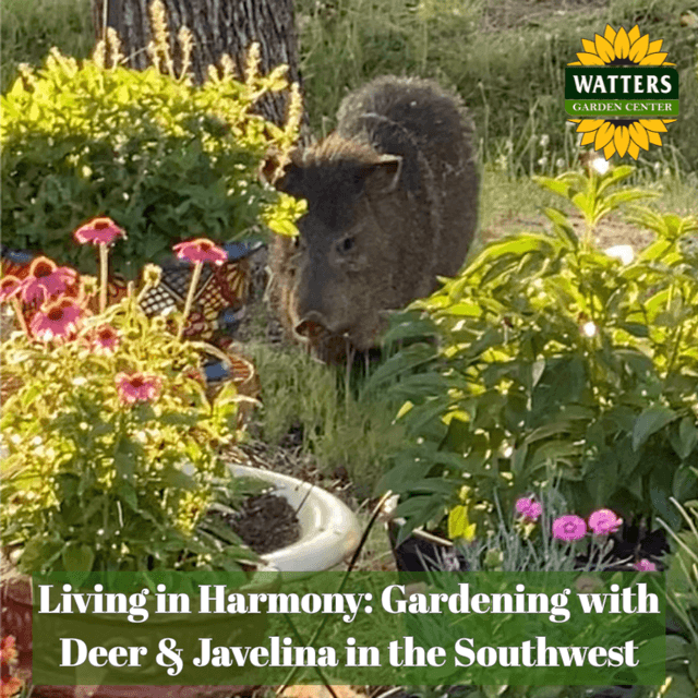 🦌 Living in Harmony: Gardening with Deer and Javelina in the Southwest