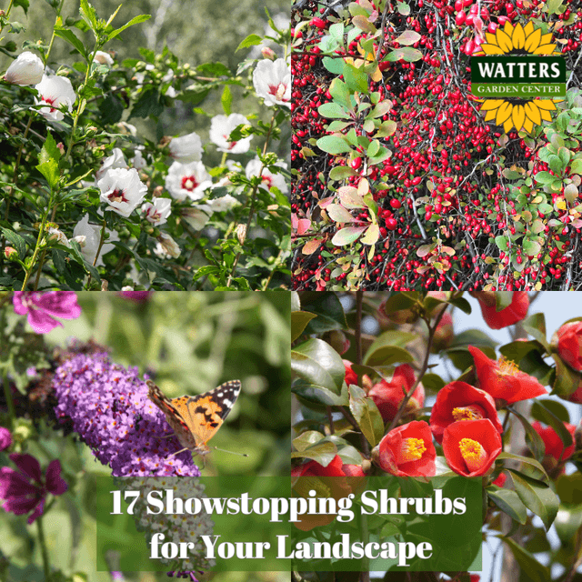🌳 Showstopping Shrubs for Your Landscape