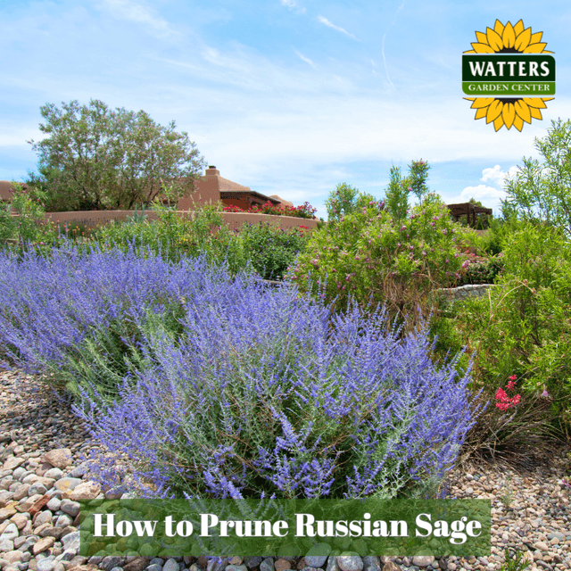 🌿 How to Prune Russian Sage