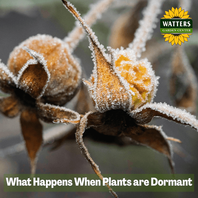 🪾 What Happens When Plants are Dormant?