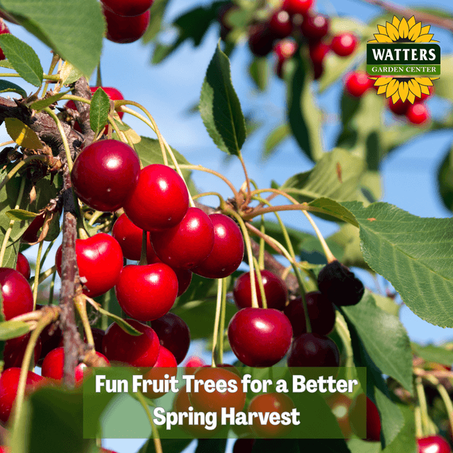 🍎 Fun Fruit Trees for a Better Spring Harvest