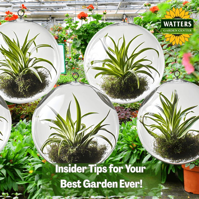 🎙️Welcome to Episode 26 – 3 of The Mountain Gardener Podcast with Ken and Lisa Lain!