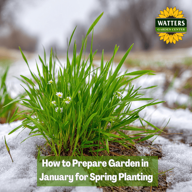 🪾 How to Prepare Garden in January for Spring Planting