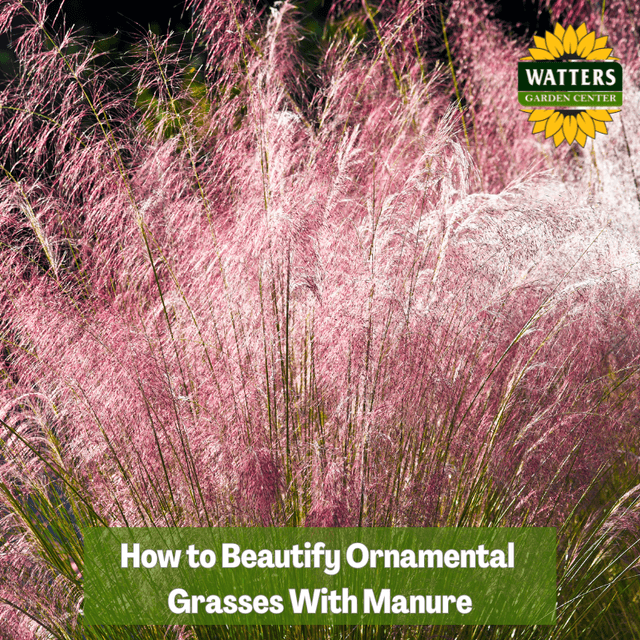 🐮 How to Beautify Ornamental Grasses with Manure