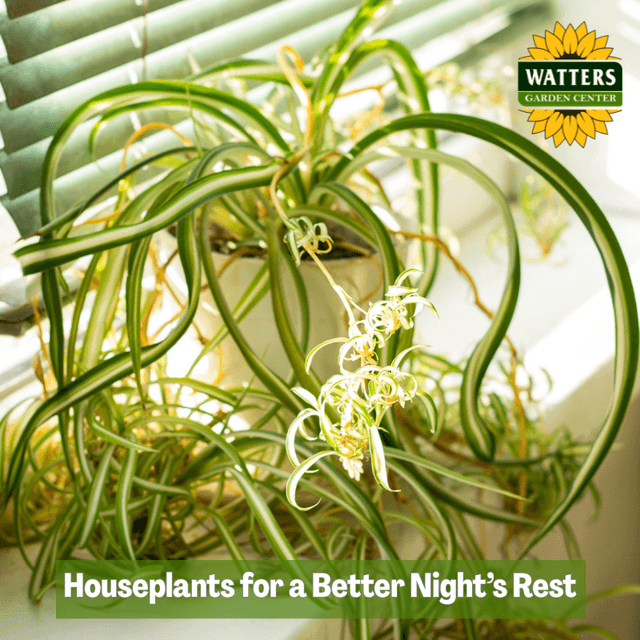 🪴Houseplants for a Better Night’s Rest