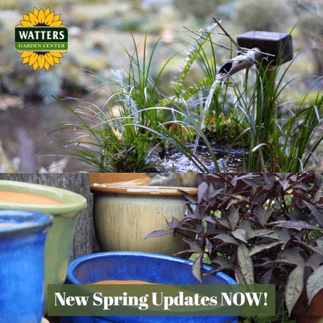 🥳 New Watters Garden Center Spring Updates NOW!