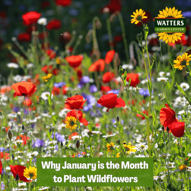 🌼 Why January is the Month to Plant Wildflowers