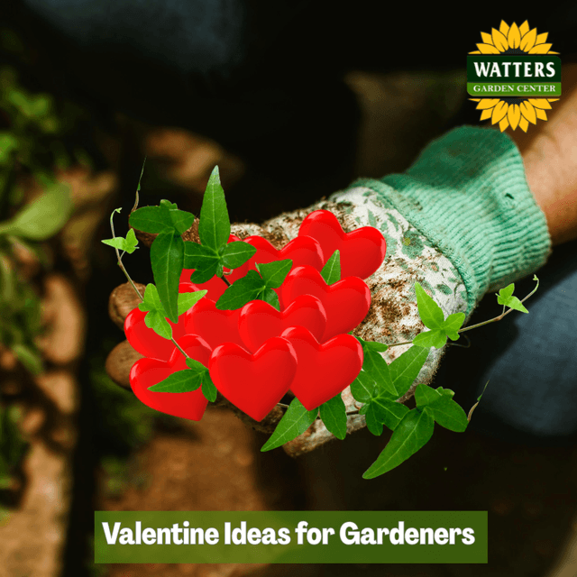 💘 Valentine Ideas for Gardeners