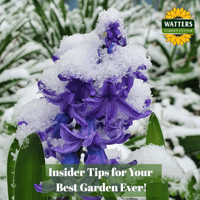 🎙️Welcome to Episode 25 – 52 of The Mountain Gardener Podcast with Ken and Lisa Lain!