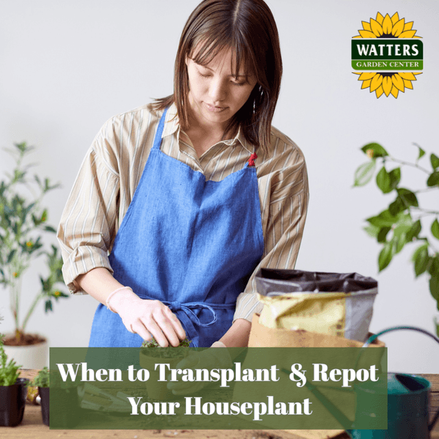 🪴When to Transplant and Repot Your Houseplant