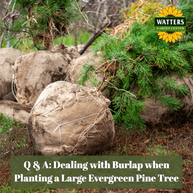 🌲 Q & A: Dealing with Burlap When Planting a Large Evergreen Pine Tree