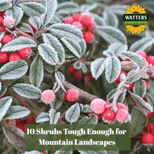 🌳10 Shrubs Tough Enough for Mountain Landscapes