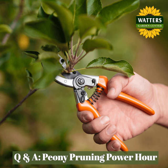 🌺 Q & A: Peony Pruning Power Hour!