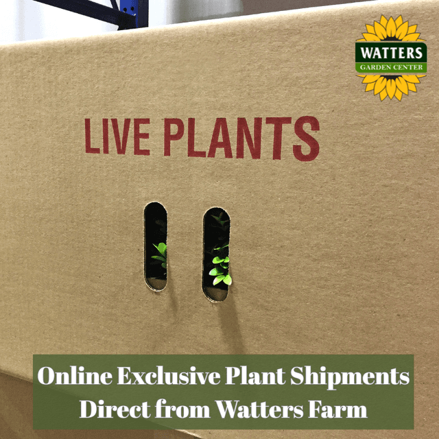 📦 Online Exclusive Plant Shipments Direct From Watters Farm