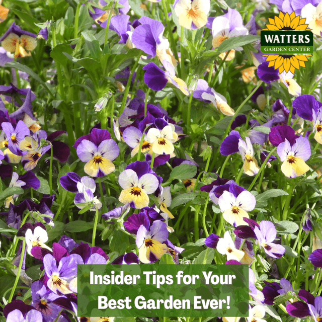 🎙️Welcome to Episode 26 – 4 of The Mountain Gardener Podcast with Ken and Lisa Lain!