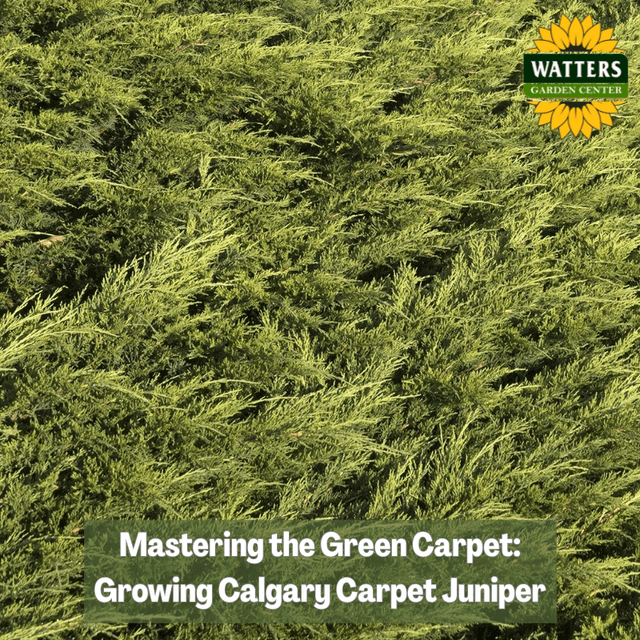 🌿Mastering the Green Carpet: A Guide to Growing Calgary Carpet Juniper