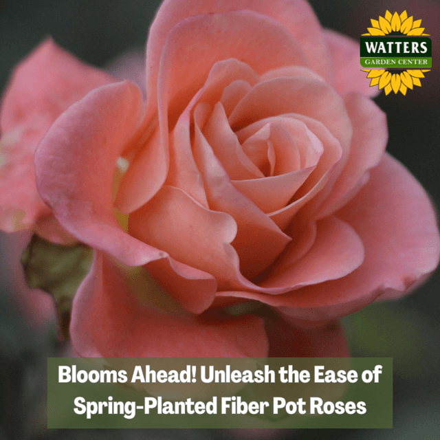 🌹 Blooms Ahead! Unleash the Beauty of Spring-Planted Fiber Pot Roses