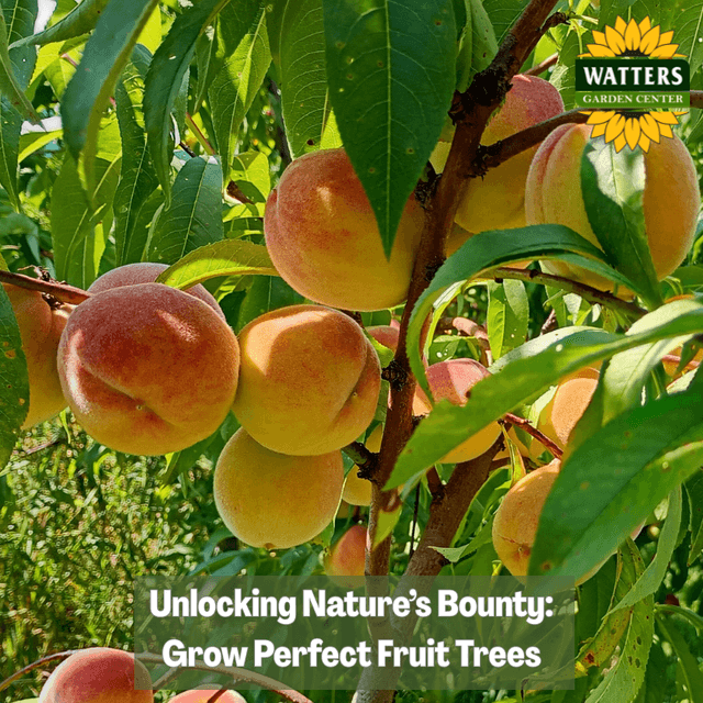 🍎 Unlocking Nature’s Bounty: Grow Perfect Fruit Trees