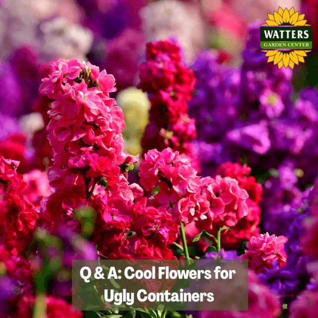 🌺 Q&A: Cool Flowers for Ugly Containers