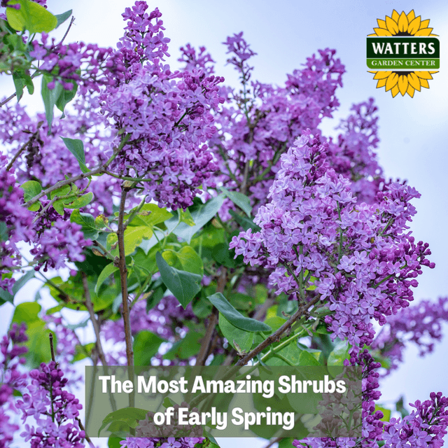 🌳The Most Amazing Shrubs of Early Spring
